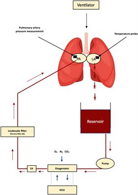 Porcine lungs perfused with three different flows using the 8-h open-atrium cellular ex vivo lung perfusion technique